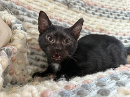 Enlarge Wafer, a Adoptable Domestic Short Hair in Berwick, PA image 2/3