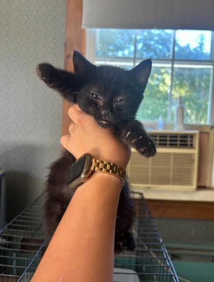 Wafer, a Adoptable Domestic Short Hair in Berwick, PA image 2/3