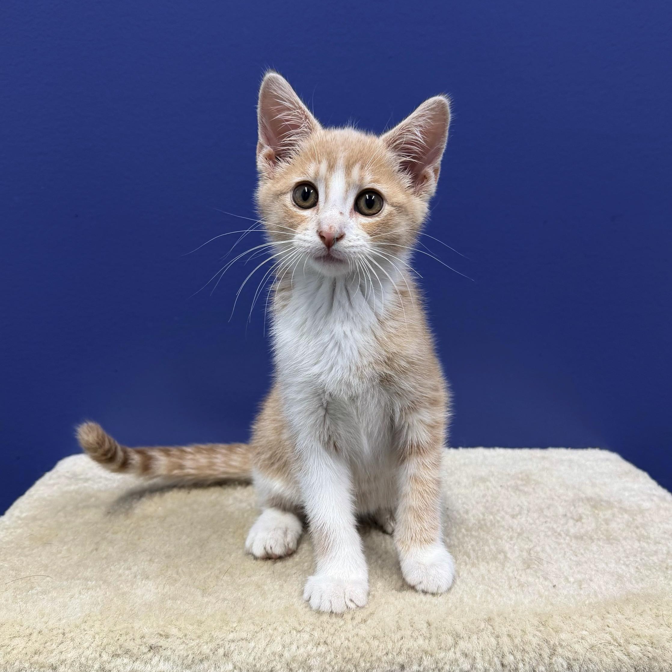 Maverick, a Adoptable mixed breed in High Ridge, MO image 1/4
