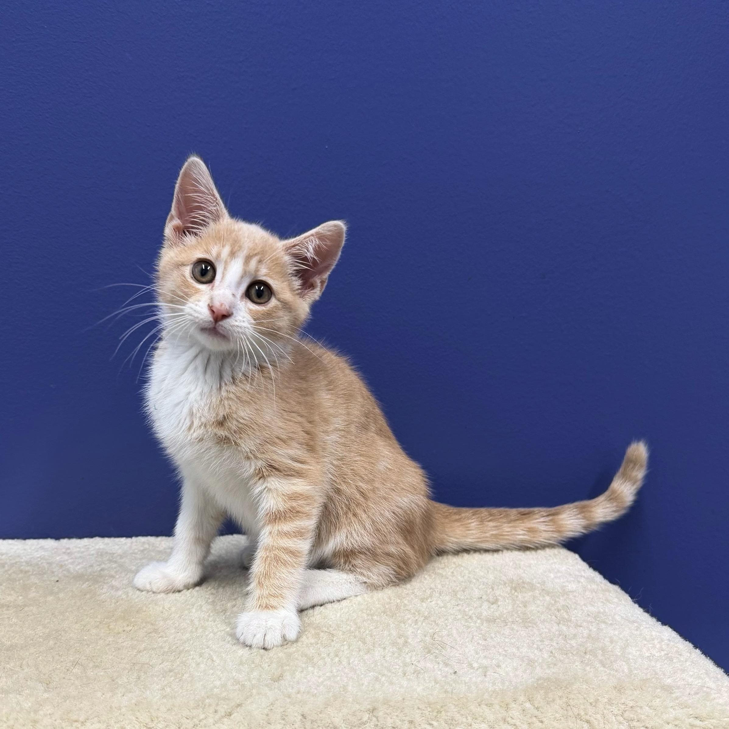 Maverick, a Adoptable mixed breed in High Ridge, MO image 2/4