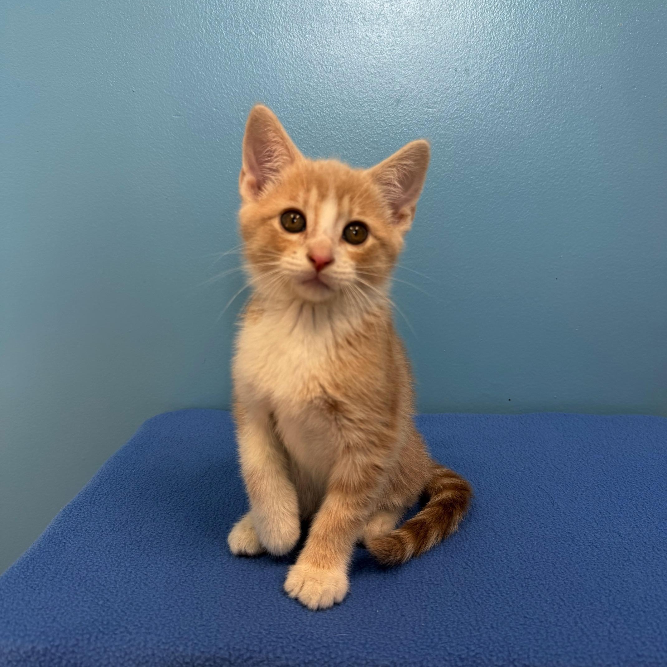 Maverick, a Adoptable mixed breed in High Ridge, MO image 1/3