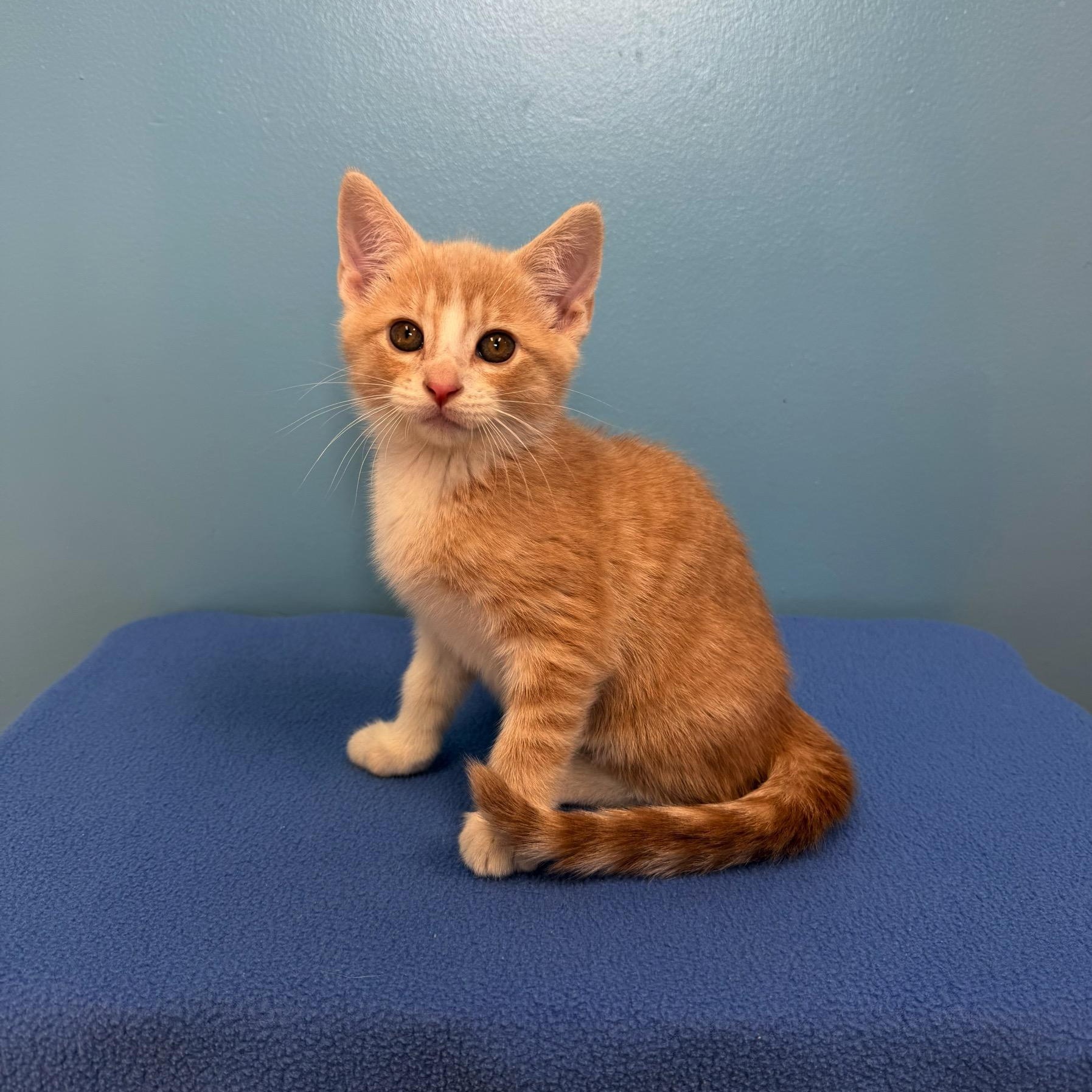 Maverick, a Adoptable mixed breed in High Ridge, MO image 2/3