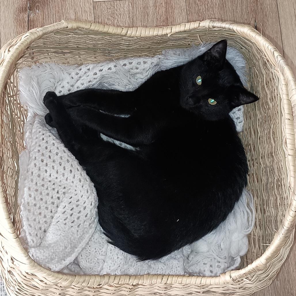 LOST - Buddy, a Adoptable Domestic Short Hair in Rochester, MN image 1/2