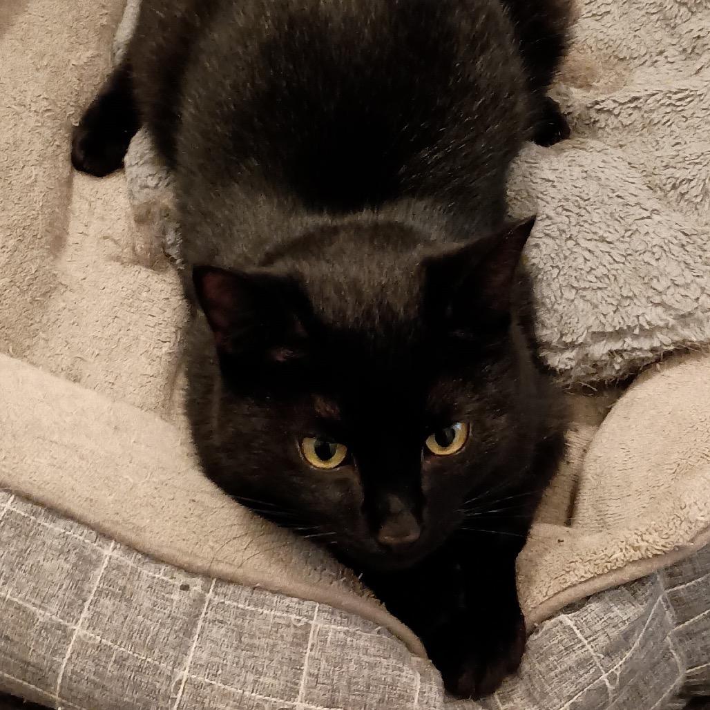 LOST - Buddy, a Adoptable Domestic Short Hair in Rochester, MN image 2/2