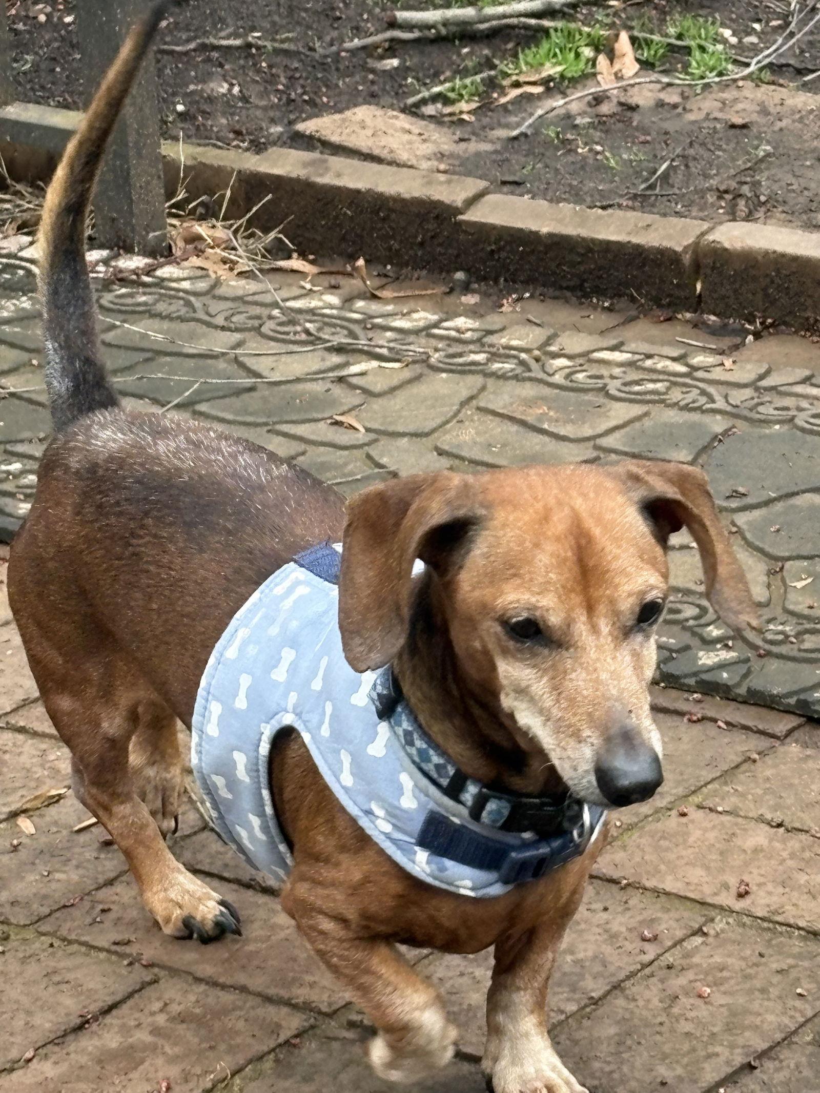 Willie2, Adoptable, Adult Male Dachshund.