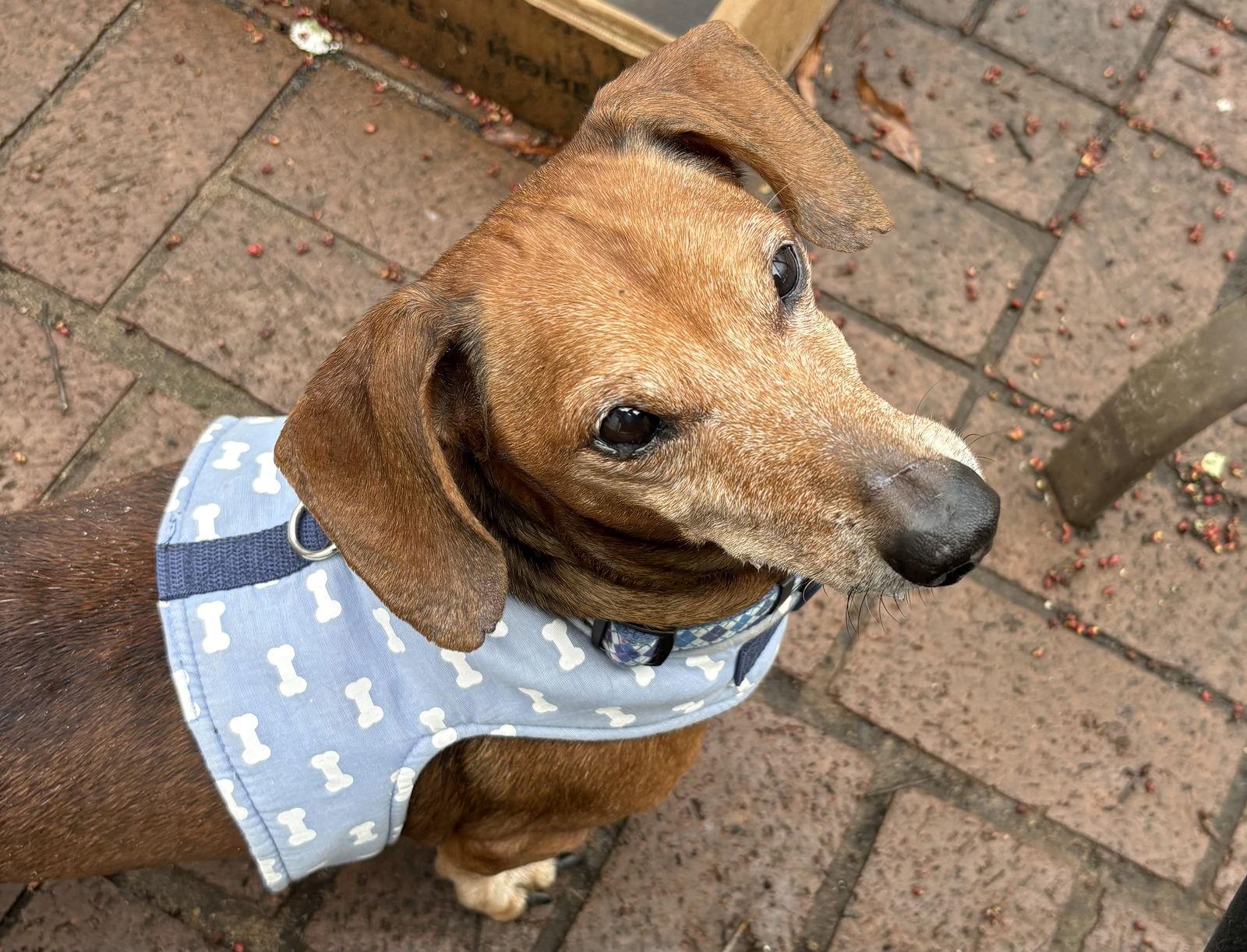 Enlarge Willie2, a Adoptable Dachshund in West Columbia, SC image 2/3