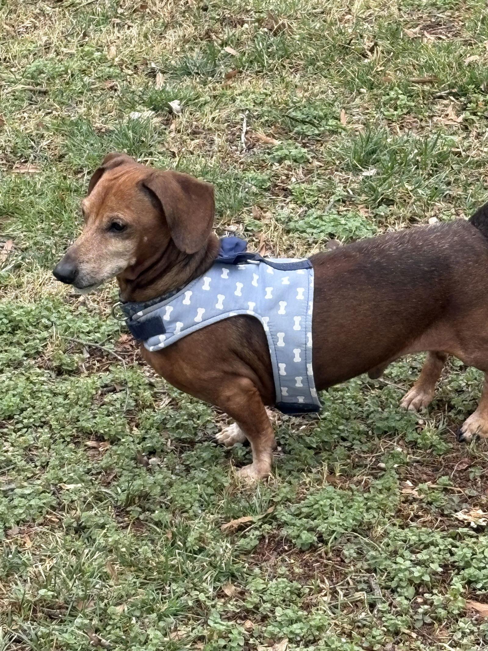 Enlarge Willie2, a Adoptable Dachshund in West Columbia, SC image 3/3