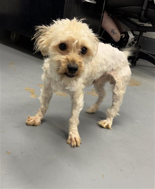 HARVEY MILK, Adoptable, Young Male Shih Tzu & Mixed Breed.