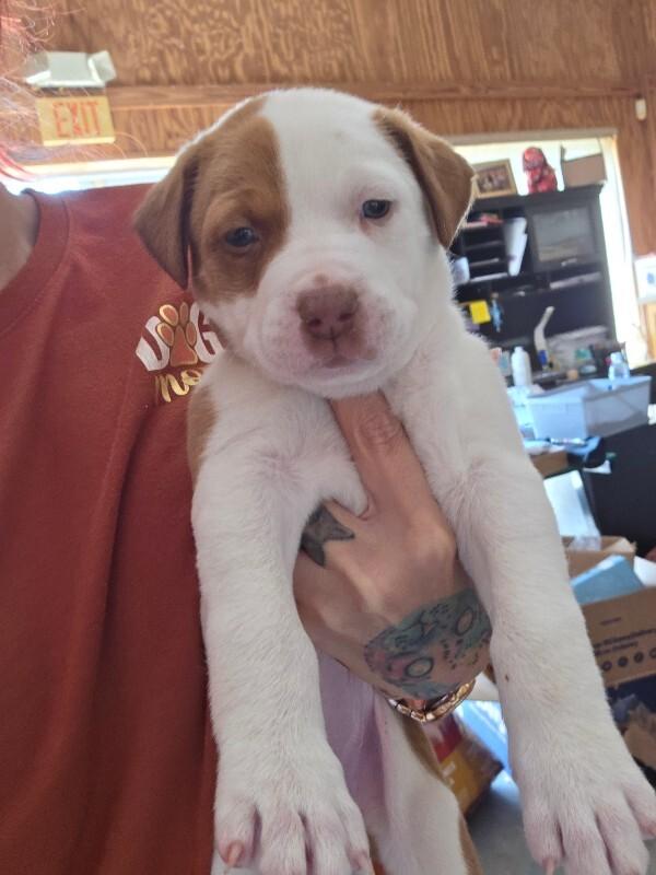 Azalea, adopted, Puppy Female Pit Bull Terrier.