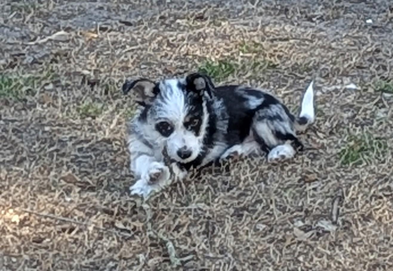 Enlarge Maverique (Mav for short), a ADOPTABLE mixed breed in Wilmington, NC image 2/3