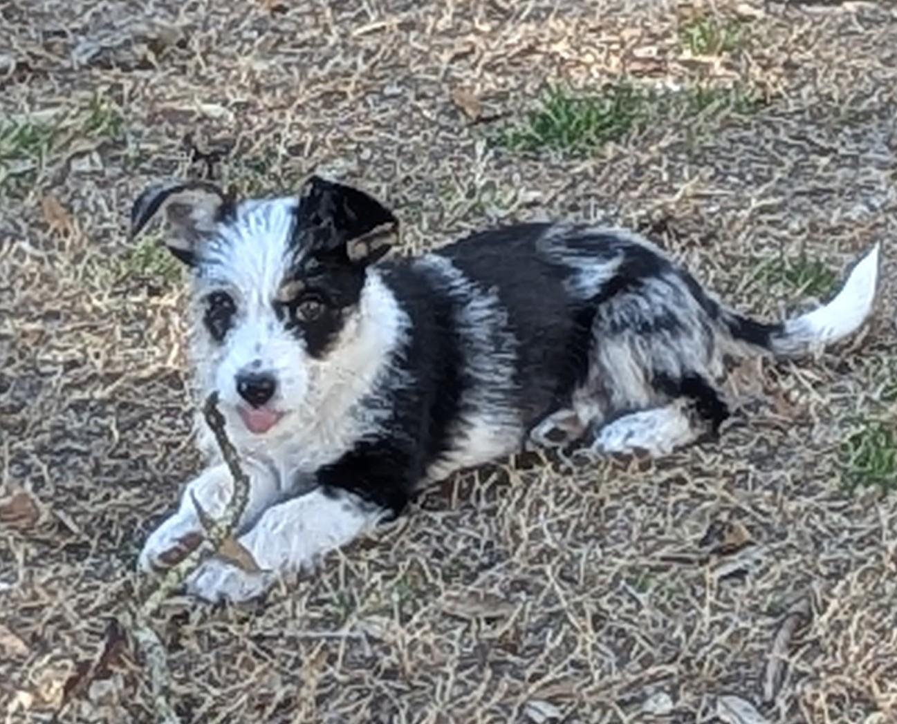 Maverique (Mav for short), ADOPTABLE, Puppy Female Australian Cattle Dog / Blue Heeler.