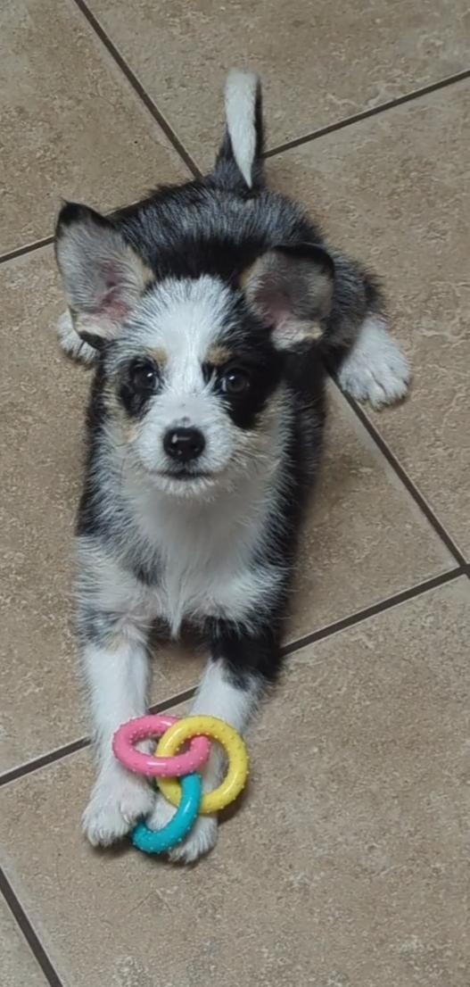 Enlarge Maverique (Mav for short), a ADOPTABLE mixed breed in Wilmington, NC image 3/3