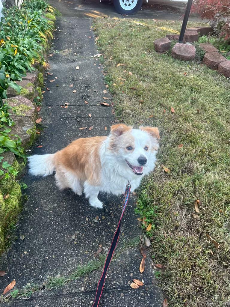 Enlarge ROXY - COURTESY LISTING, a Adopted Border Collie in Hampton , VA image 2/5
