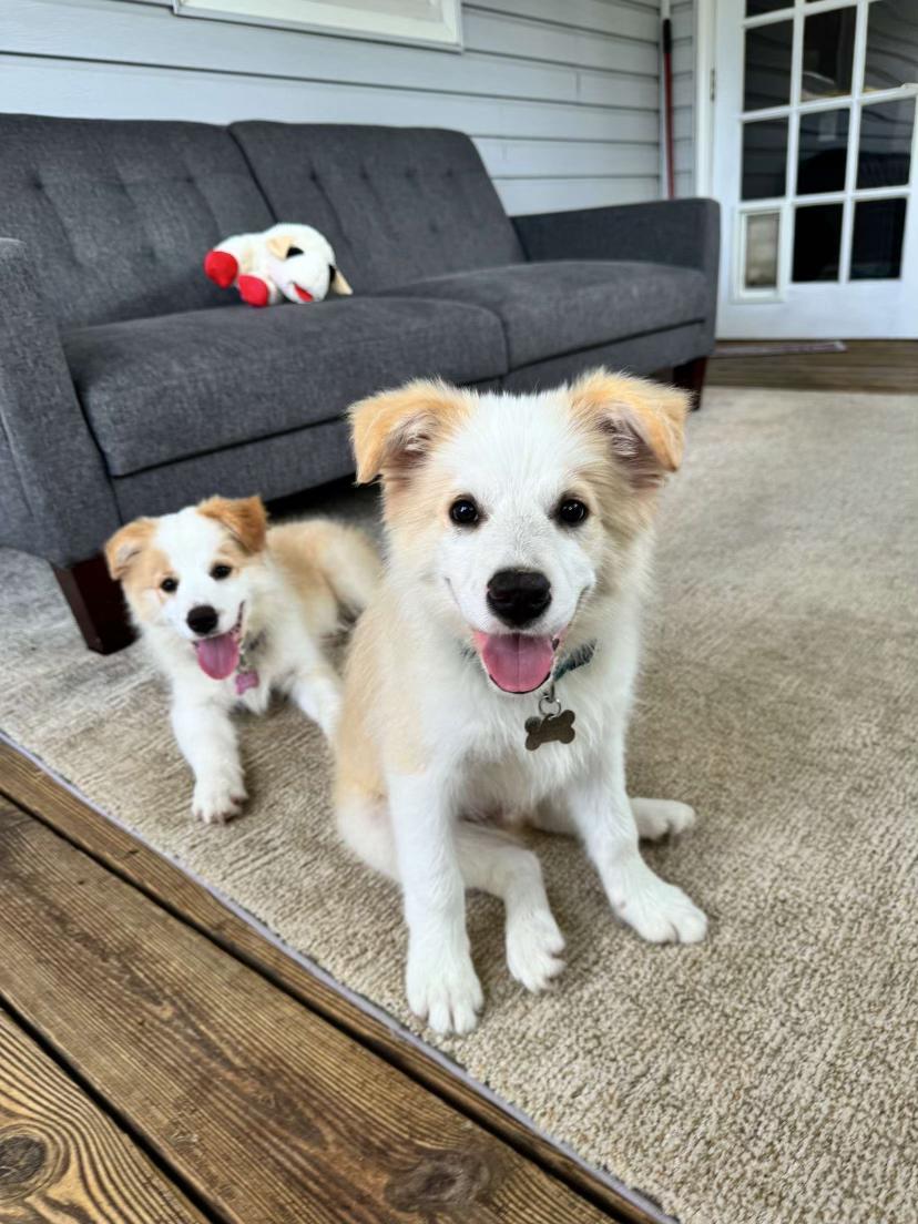 Enlarge ROXY - COURTESY LISTING, a Adopted Border Collie in Hampton , VA image 3/5