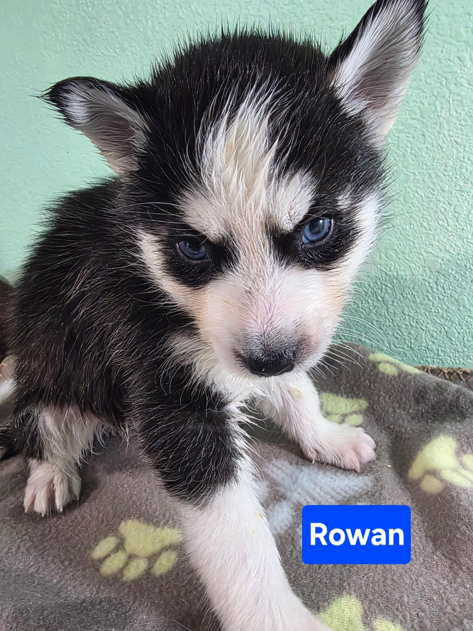 Rowan, Adoptable, Puppy Male Siberian Husky.