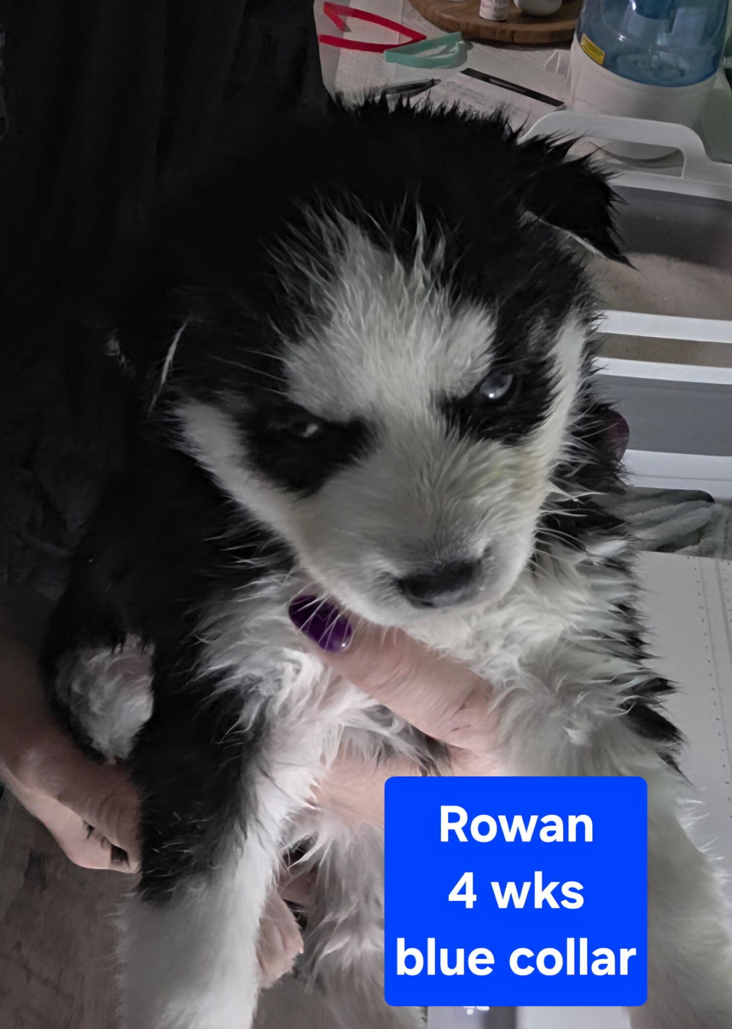 Enlarge Rowan, a Adoptable Siberian Husky in Cottonwood Heights, UT image 2/3