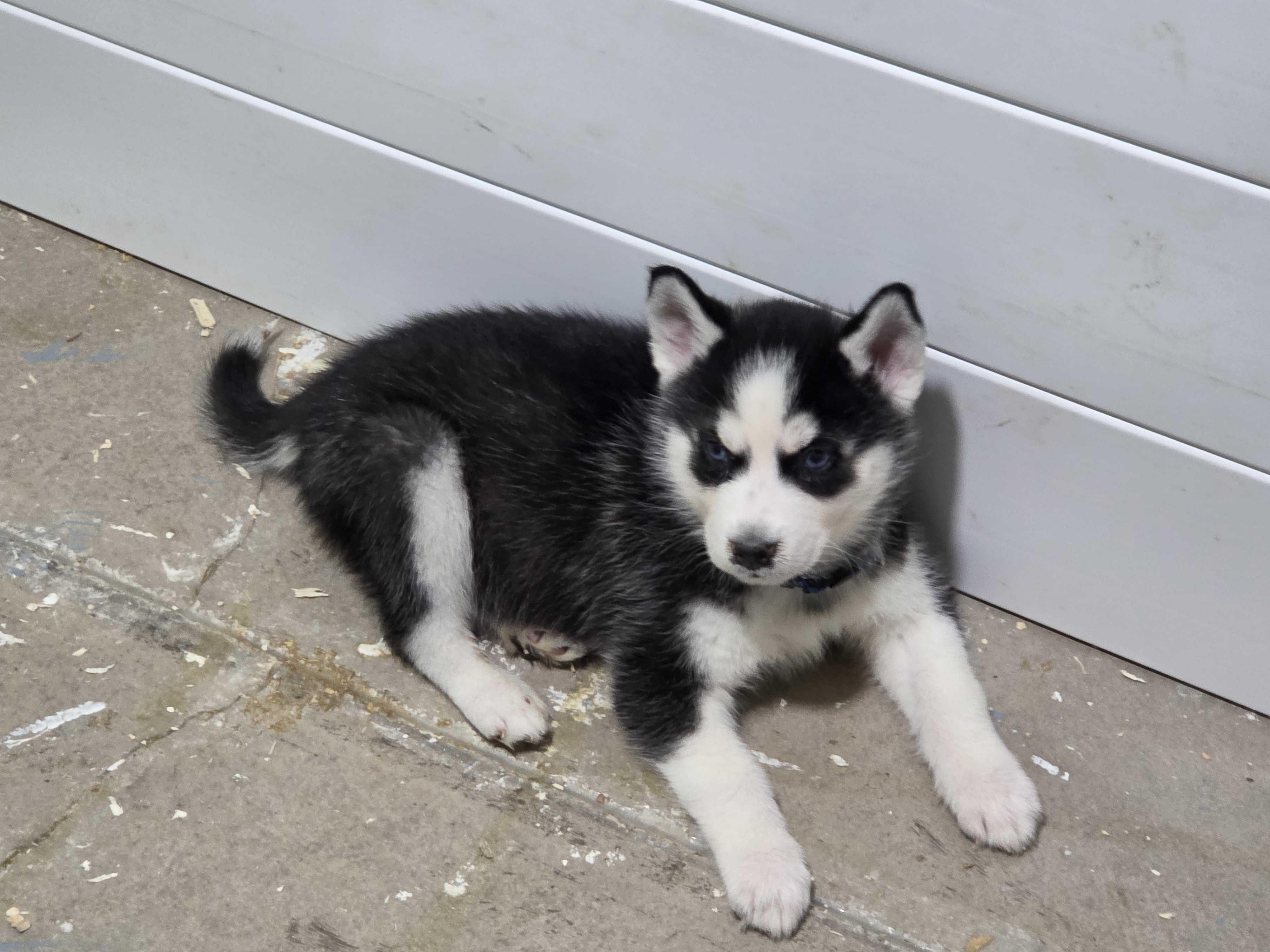 Enlarge Rowan, a Adoption Pending Siberian Husky in Cottonwood Heights, UT image 3/6