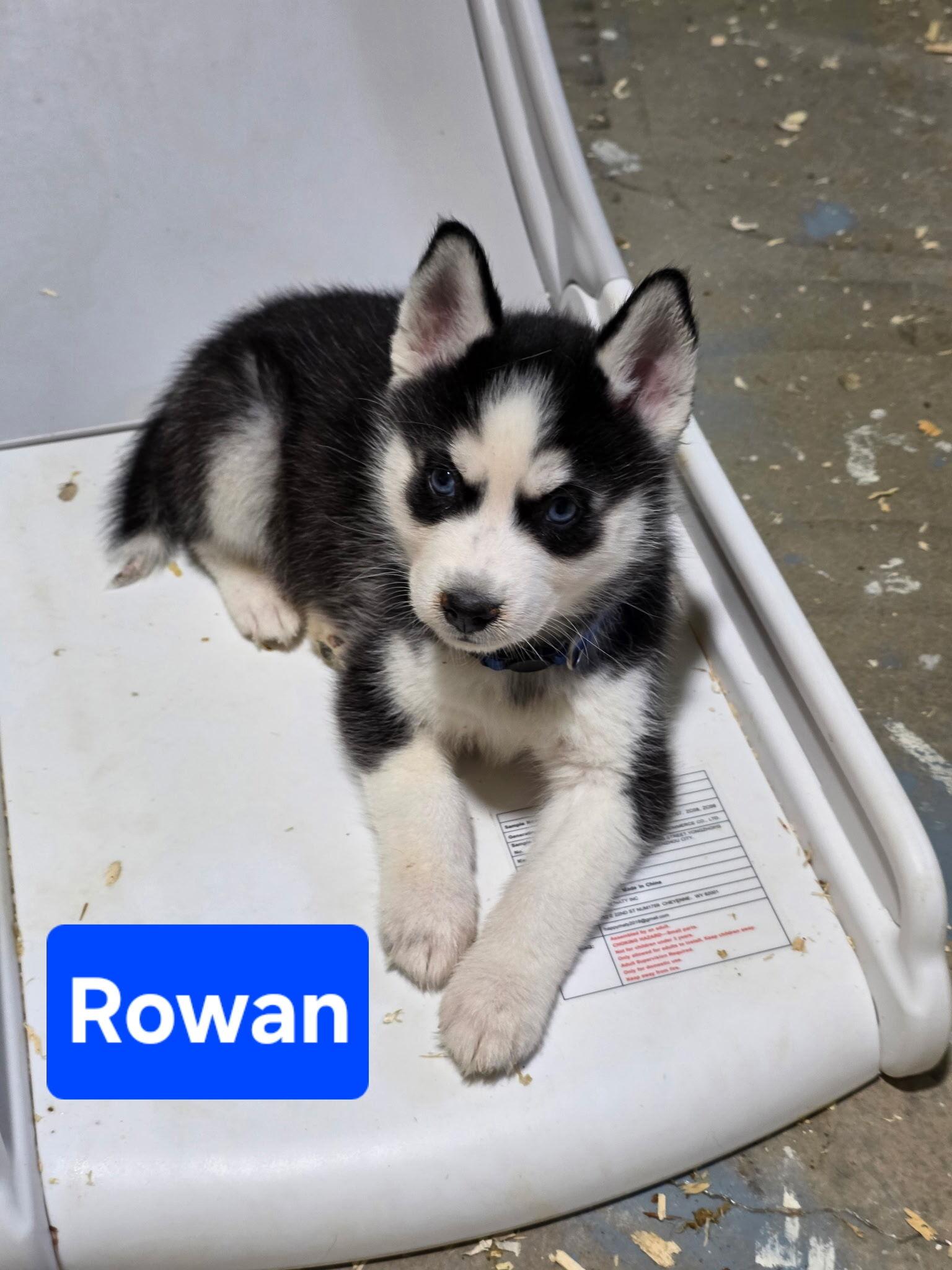 Enlarge Rowan, a Adoption Pending Siberian Husky in Cottonwood Heights, UT image 6/6