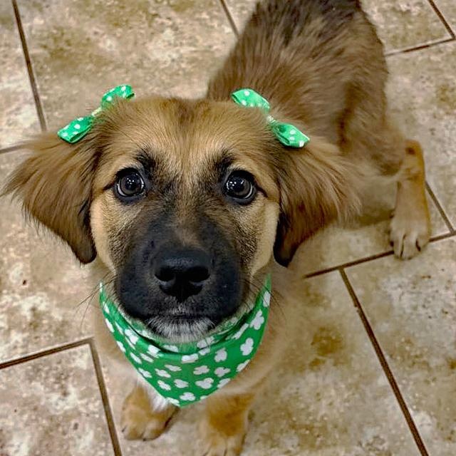 Enlarge Maeve, an adopted mixed breed in Oklahoma City, OK image 2/4