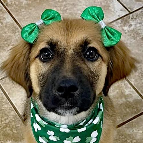 Enlarge Maeve, an adopted mixed breed in Oklahoma City, OK image 1/4