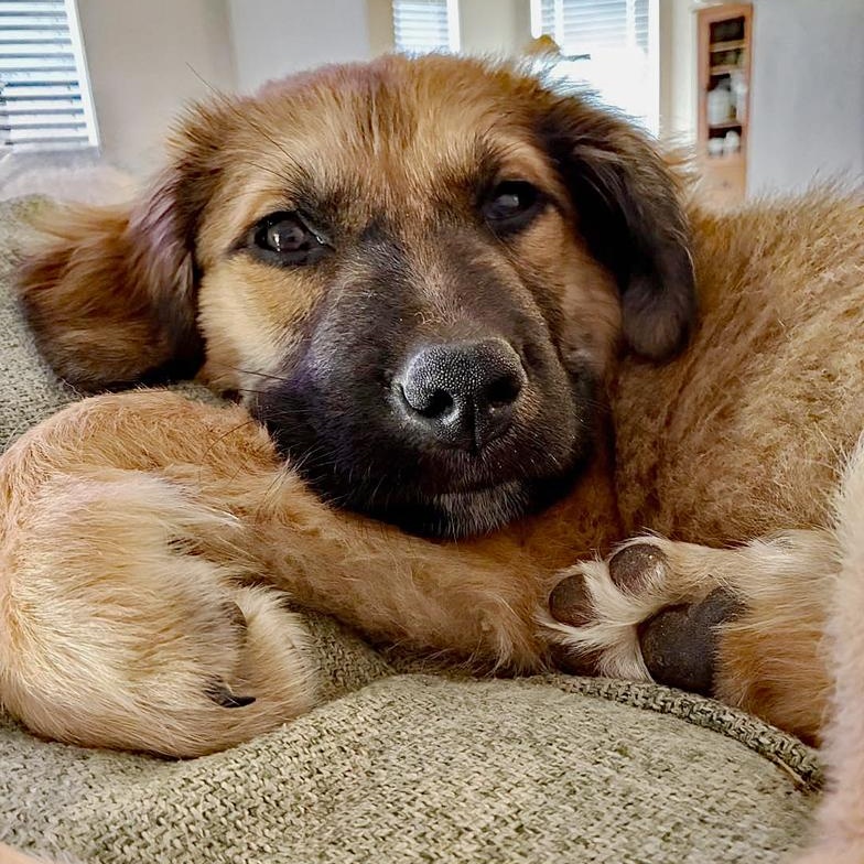Enlarge Maeve, an adopted mixed breed in Oklahoma City, OK image 4/4