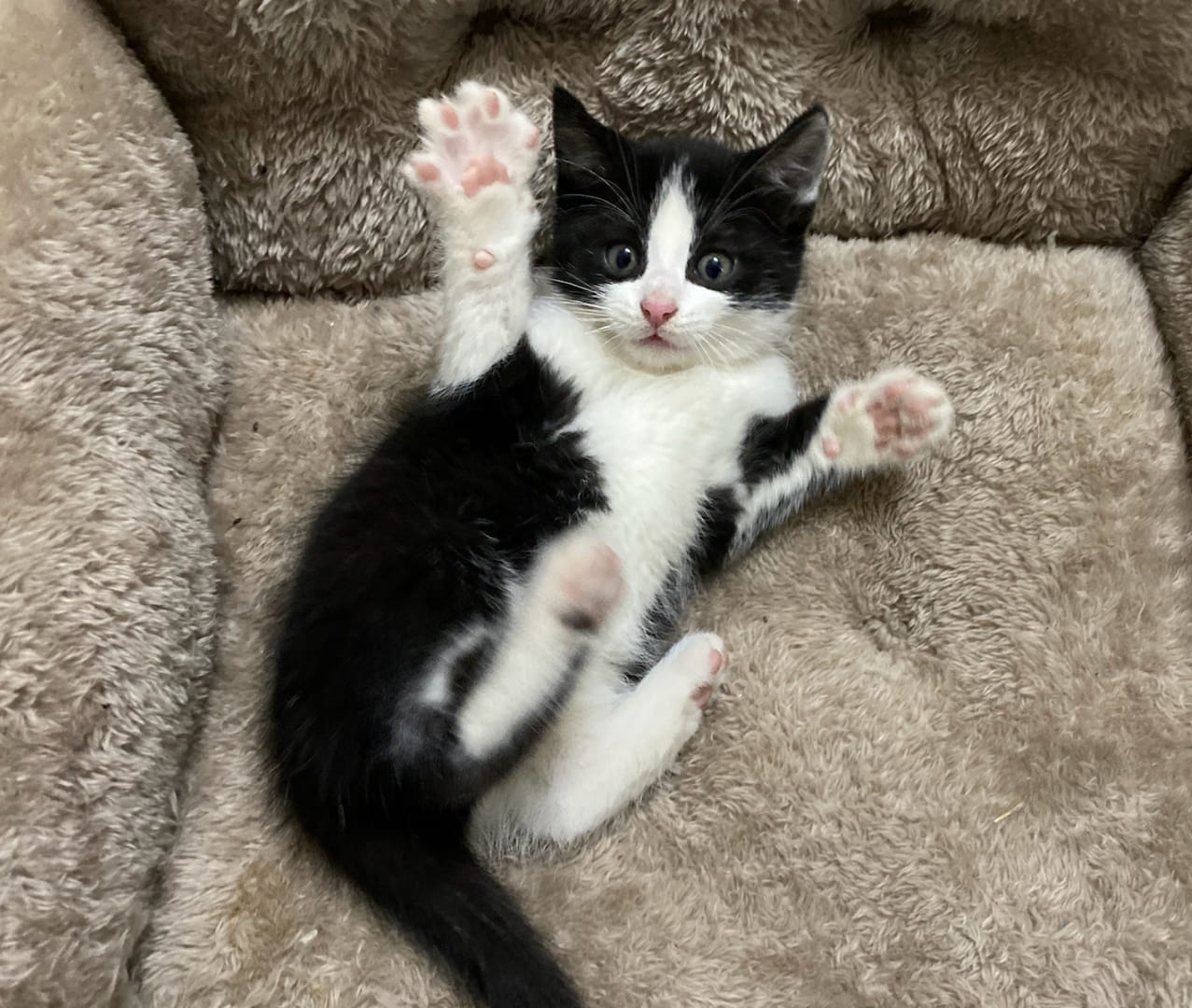 Enlarge Mickey, a Adopted Domestic Short Hair in Grove City, OH image 1/1