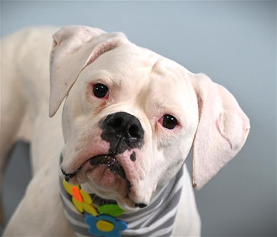 Enlarge ROSIE, a Adoptable American Bulldog in Loveland, CO image 1/1