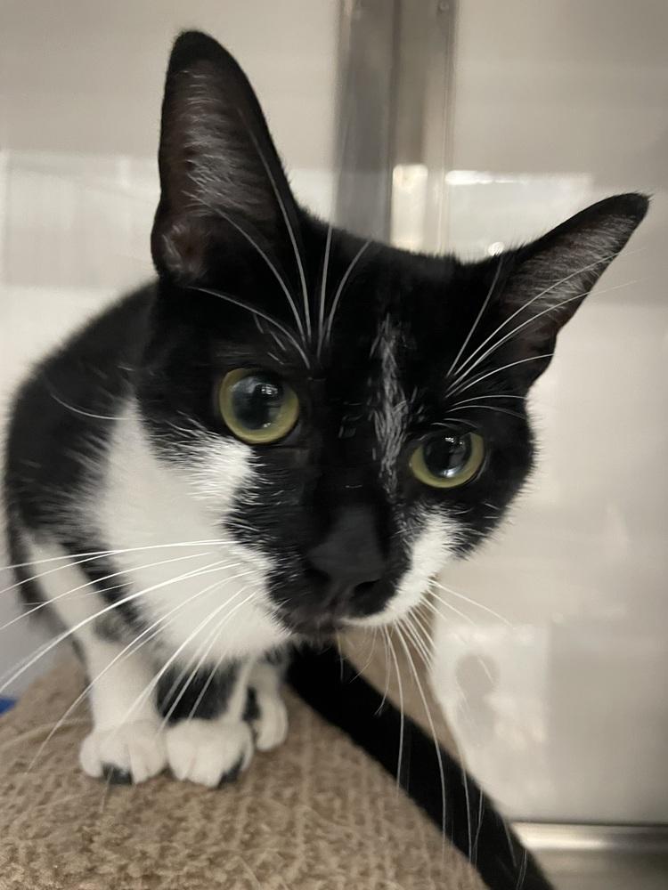 Blackie, Adoptable, Adult Female Domestic Short Hair.