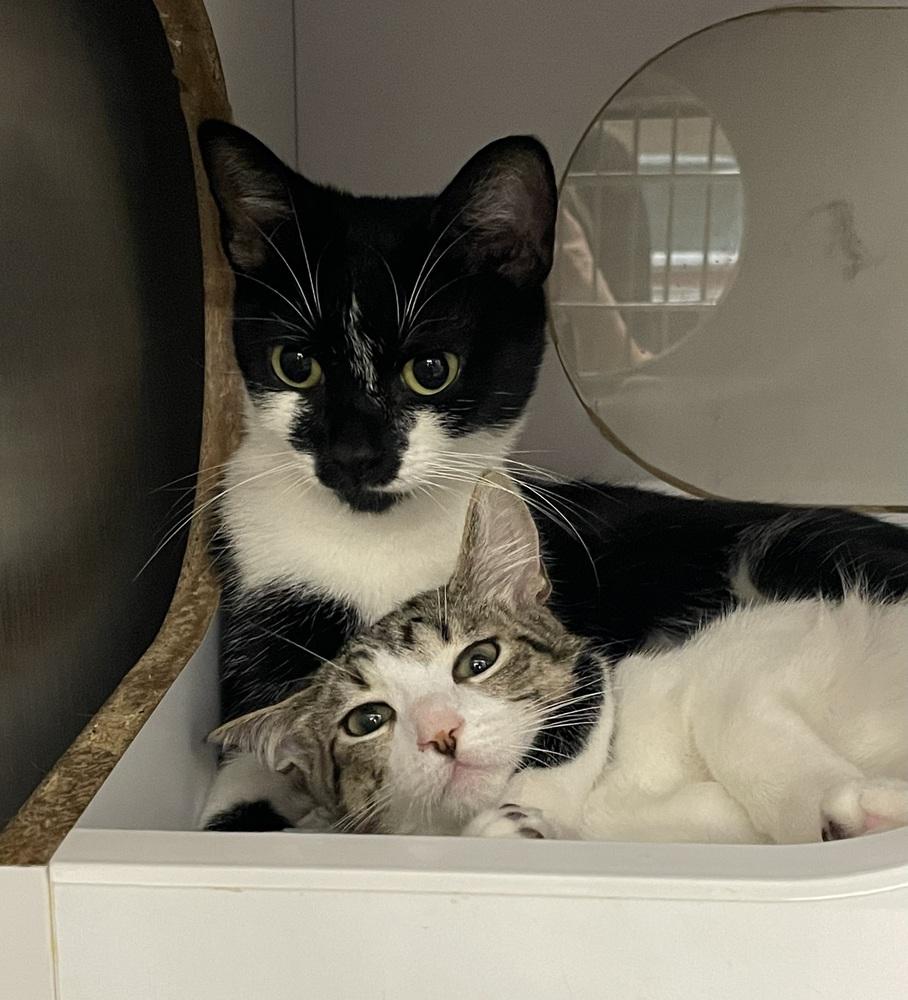 Enlarge Blackie, a Adoptable Domestic Short Hair in Orlando, FL image 2/6