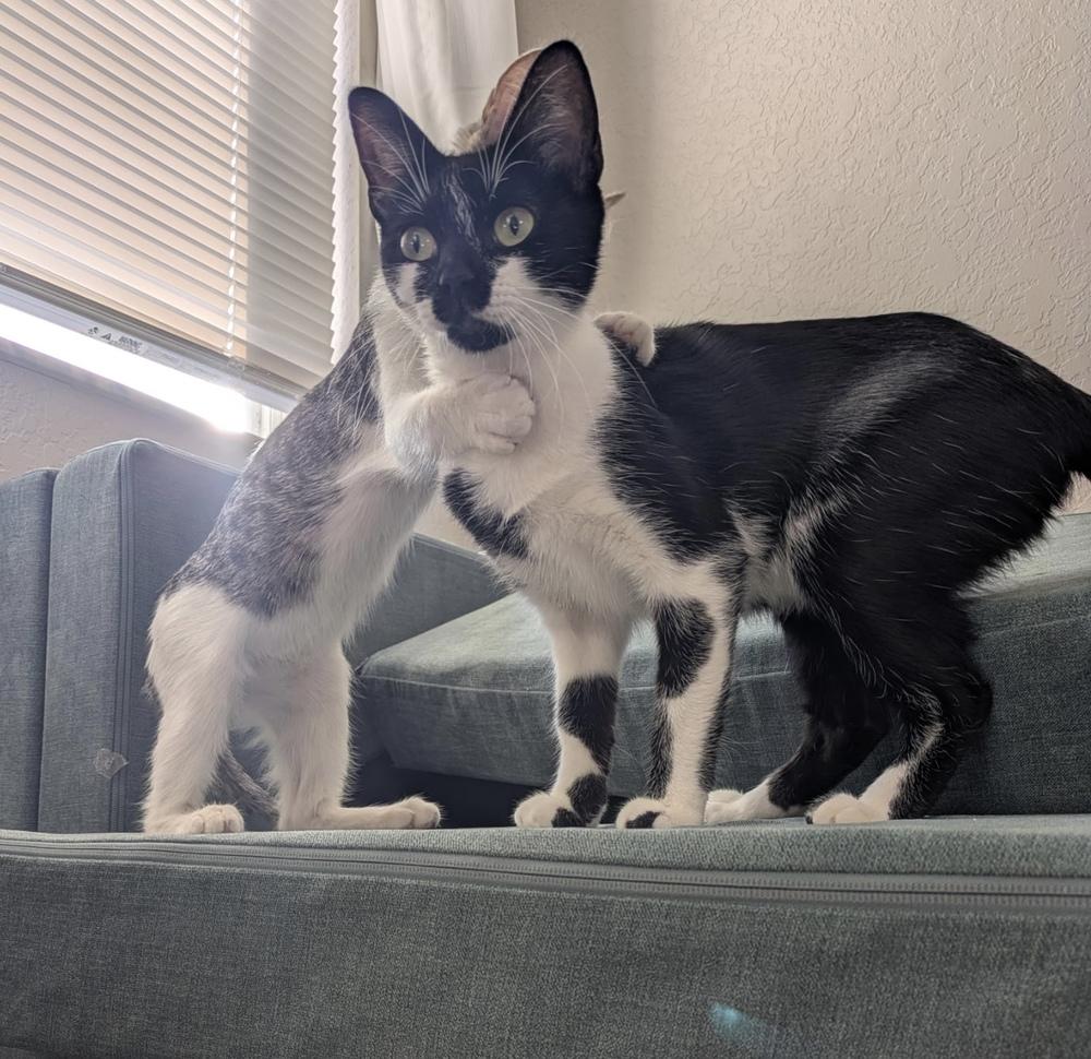 Enlarge Blackie, a Adoptable Domestic Short Hair in Orlando, FL image 4/6