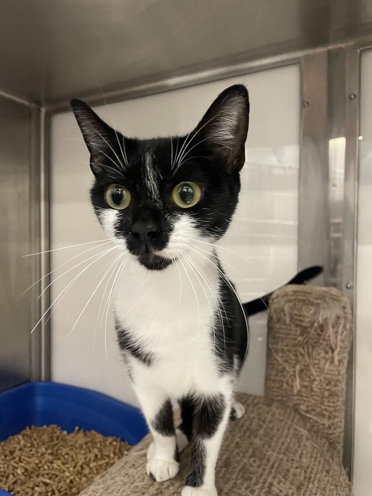 Enlarge Blackie, a Adoptable Domestic Short Hair in Orlando, FL image 5/6