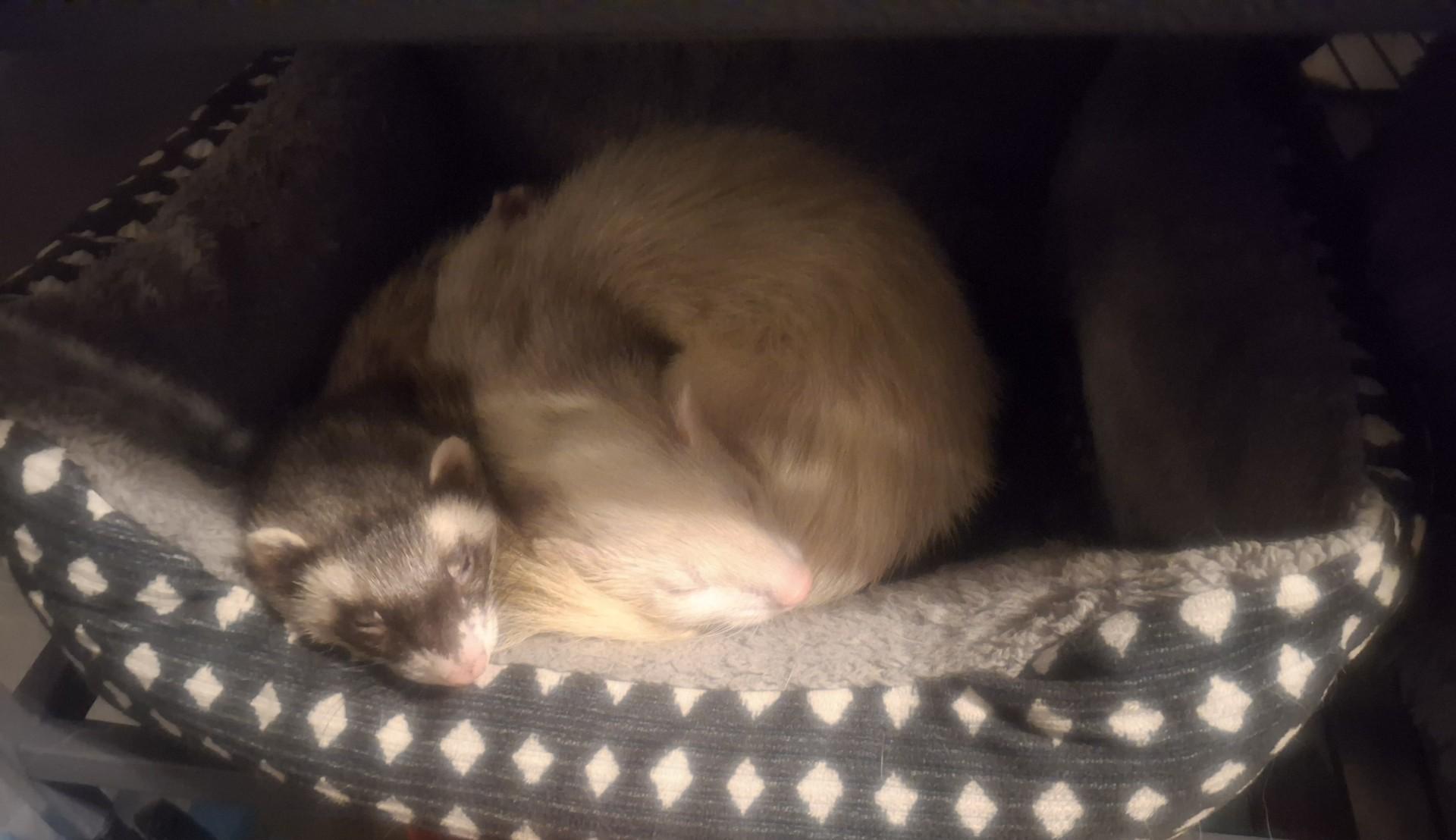 Clyde, ADOPTABLE, Adult Male Ferret.