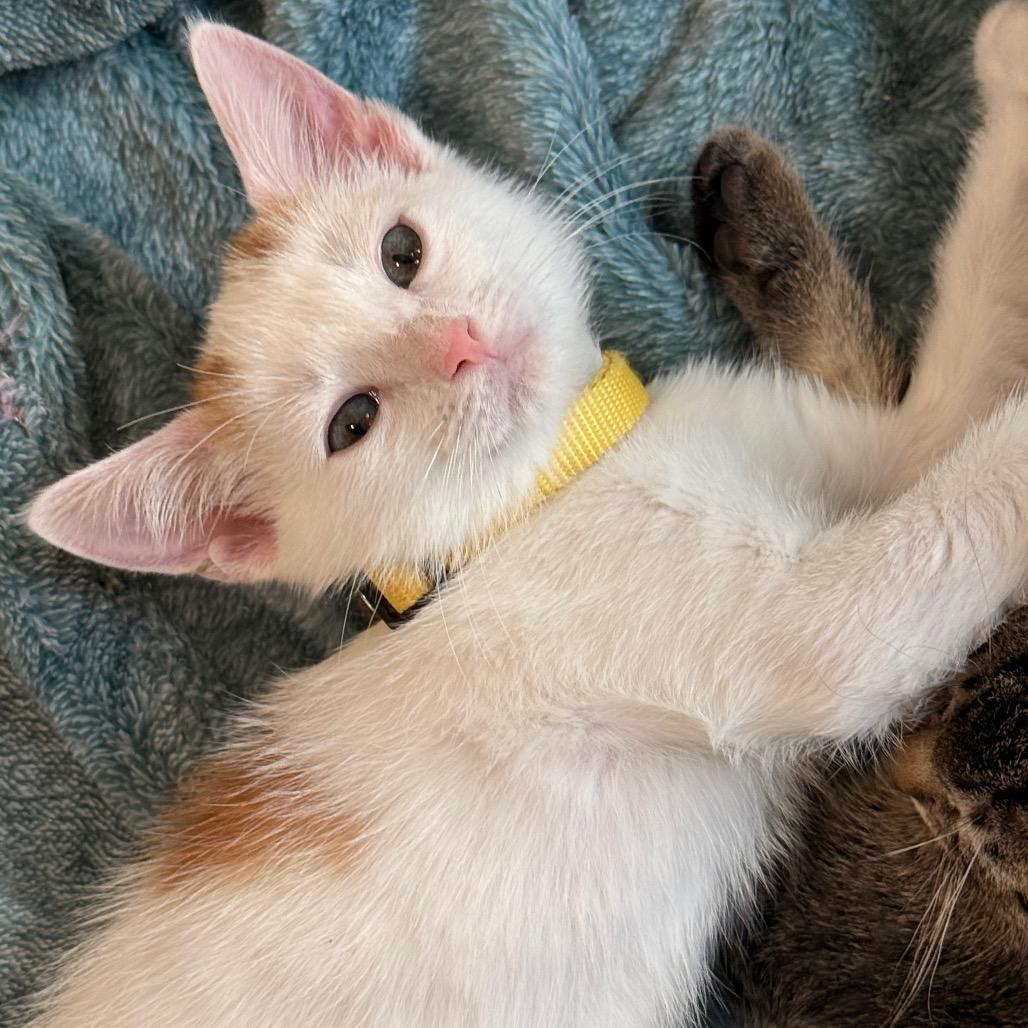 Dipper, Adoptable, Kitten Male Domestic Short Hair.