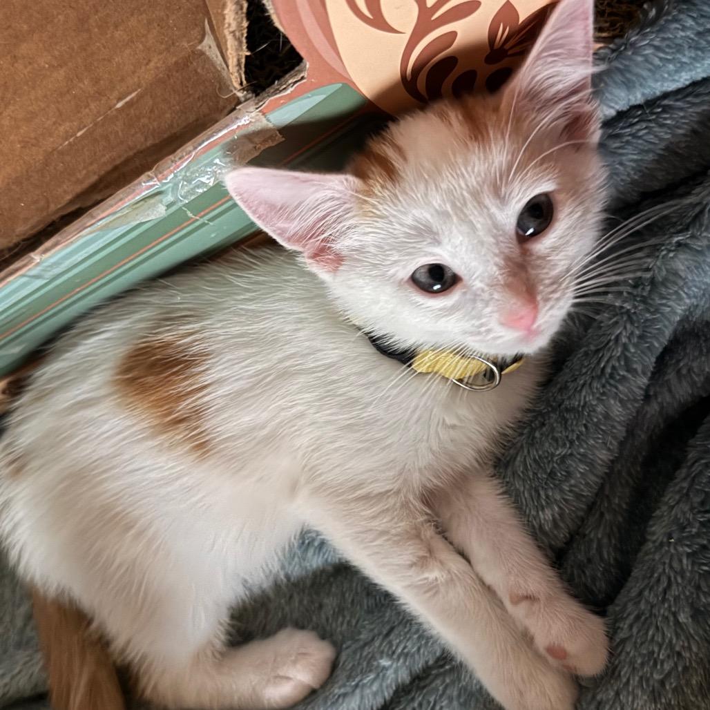 Dipper, a Adoptable Domestic Short Hair in Huntsville, AL image 2/3
