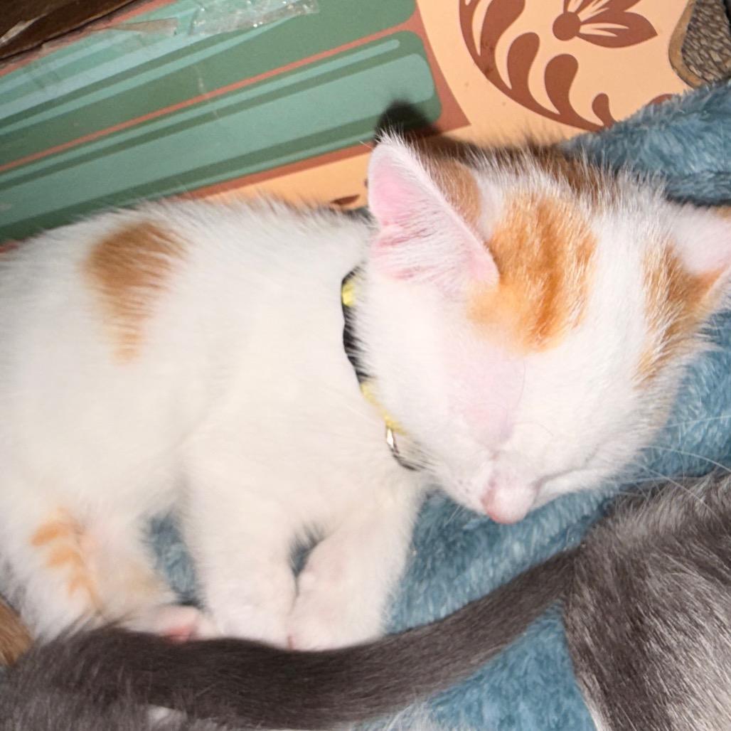 Dipper, a Adoptable Domestic Short Hair in Huntsville, AL image 3/3
