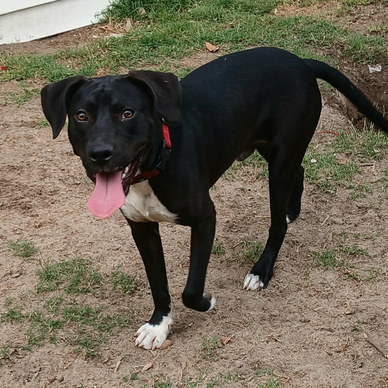 Enlarge Bowie, an adoptable mixed breed in Unionville, CT image 4/6