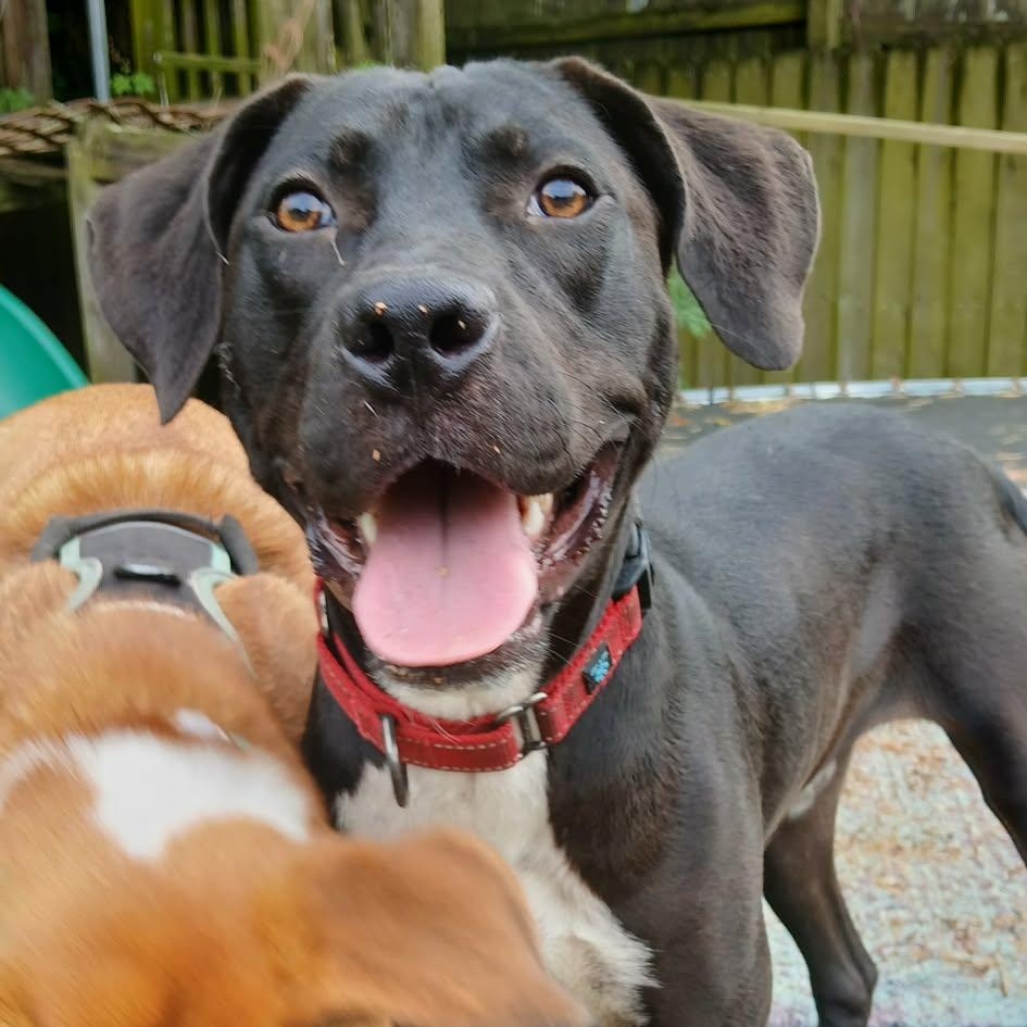 Enlarge Bowie, an adoptable mixed breed in Unionville, CT image 3/6