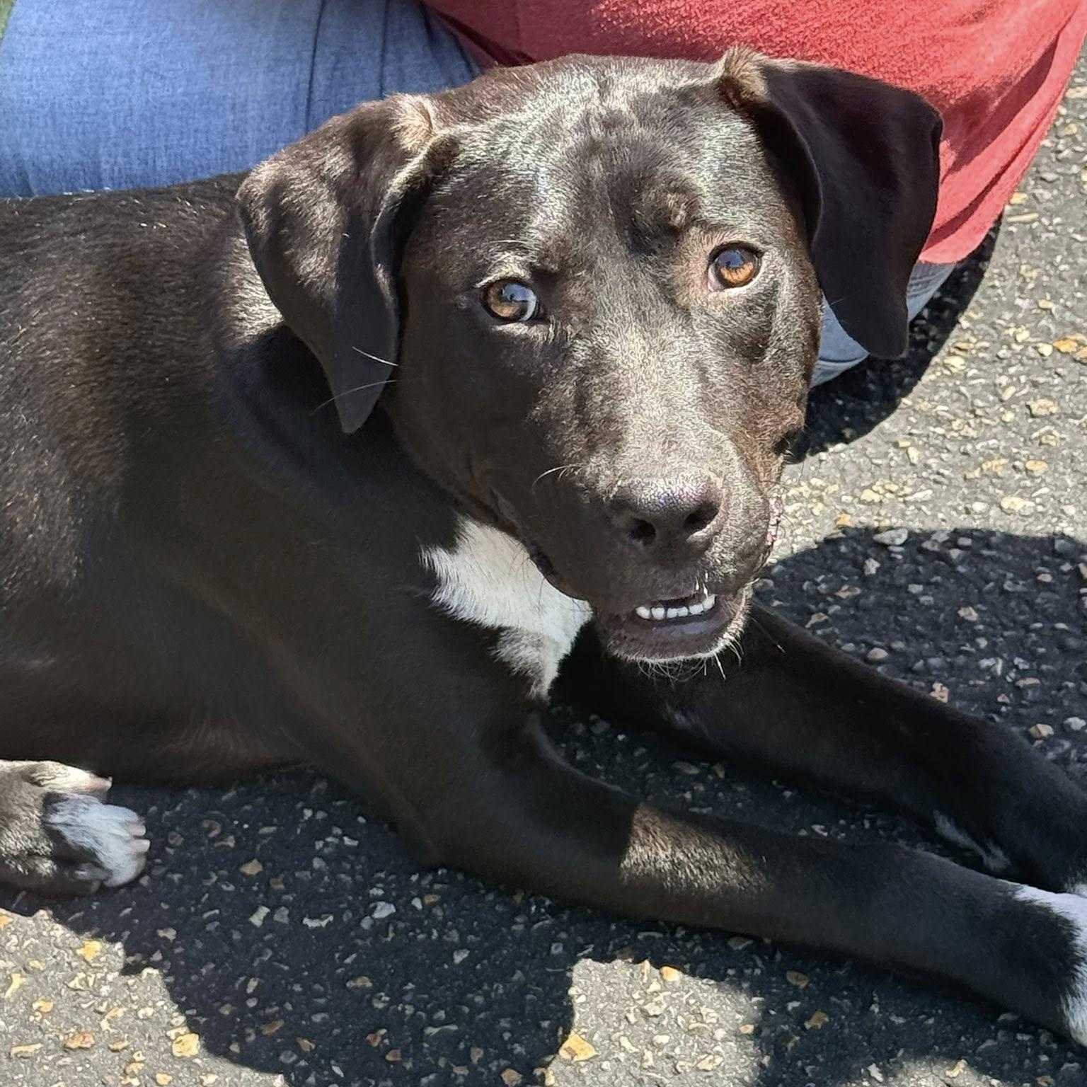 Enlarge Bowie, an adoptable mixed breed in Unionville, CT image 6/6