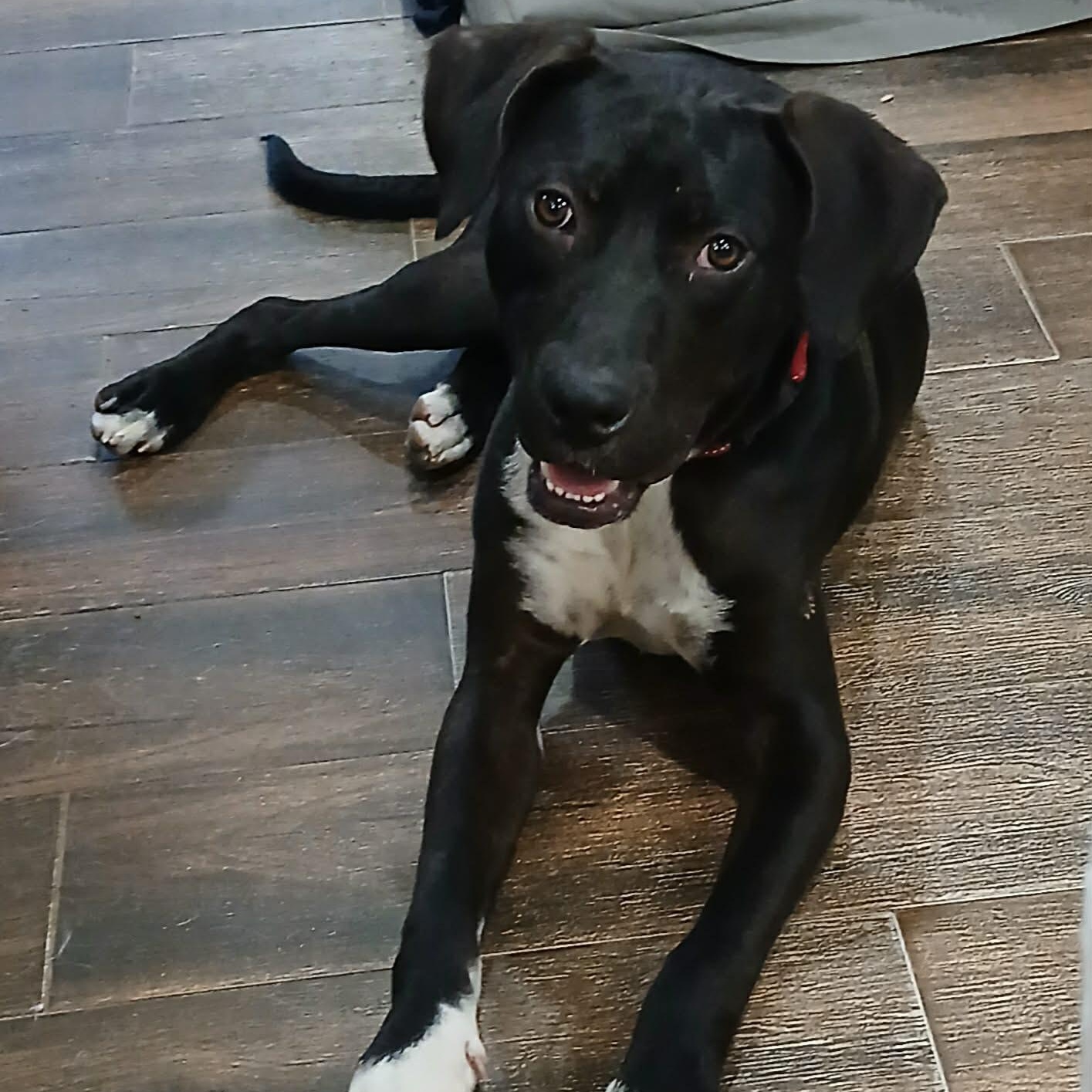 Bowie, adoptable, Young Male Labrador Retriever & Black Mouth Cur.