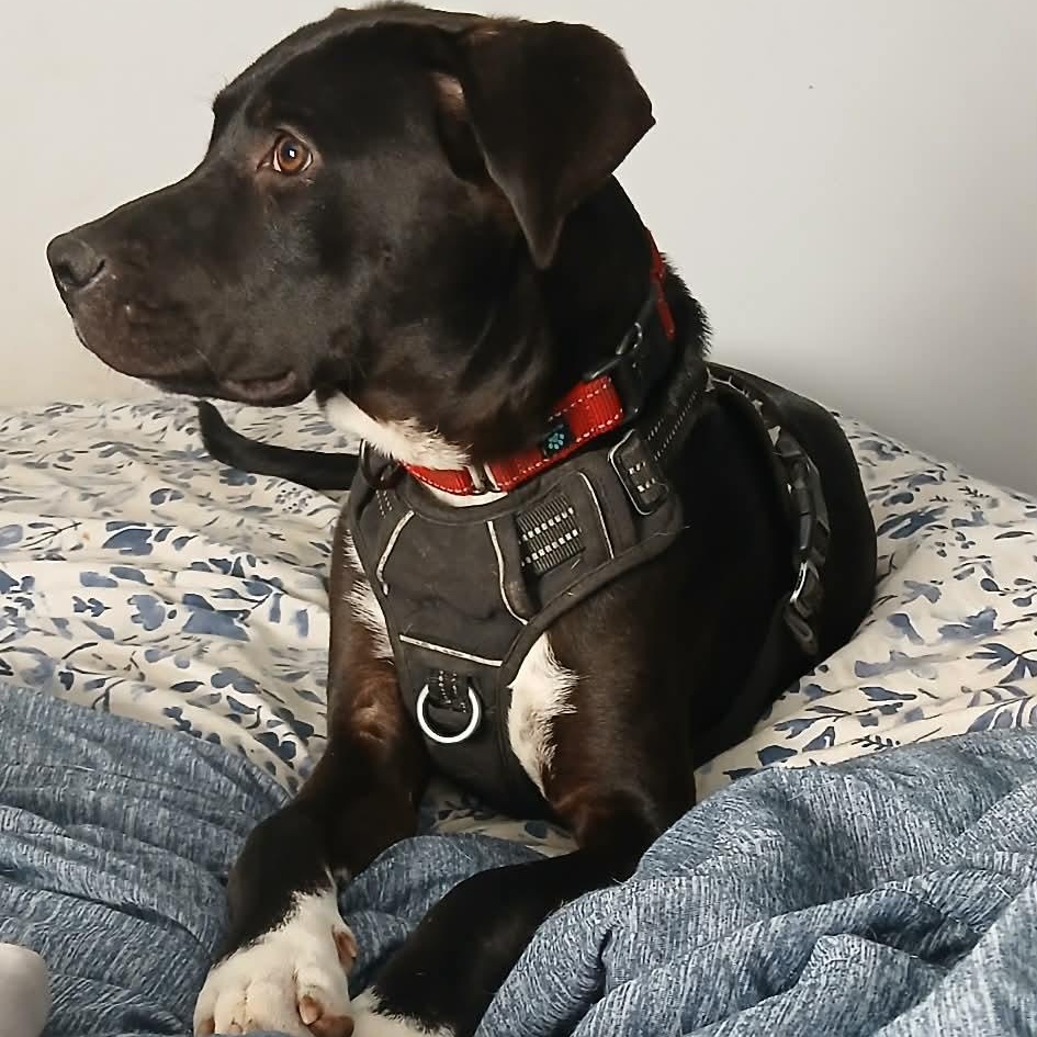 Enlarge Bowie, an adoptable mixed breed in Unionville, CT image 5/6