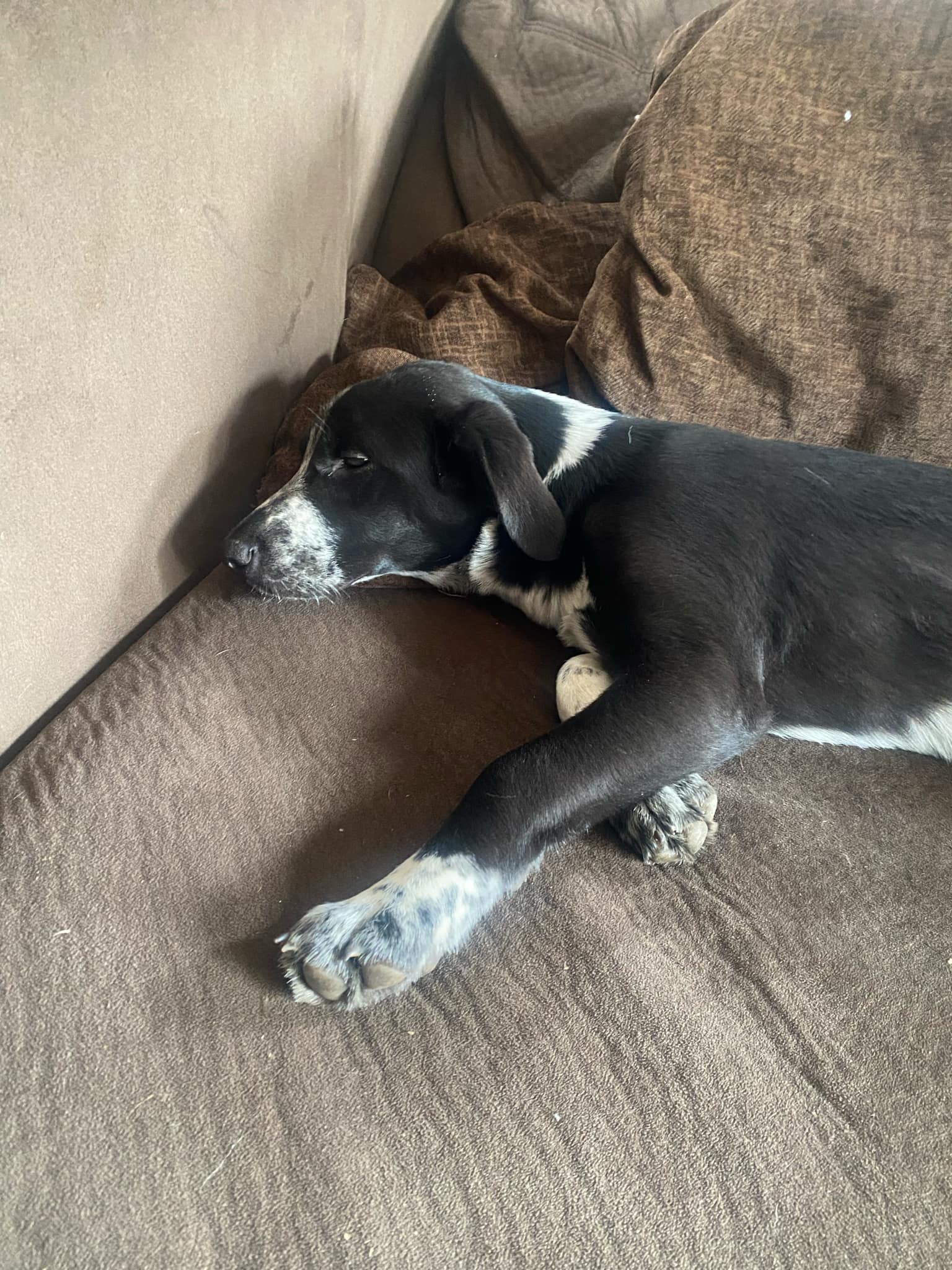 Dusty, a Adoptable mixed breed in Winlock, WA image 1/3