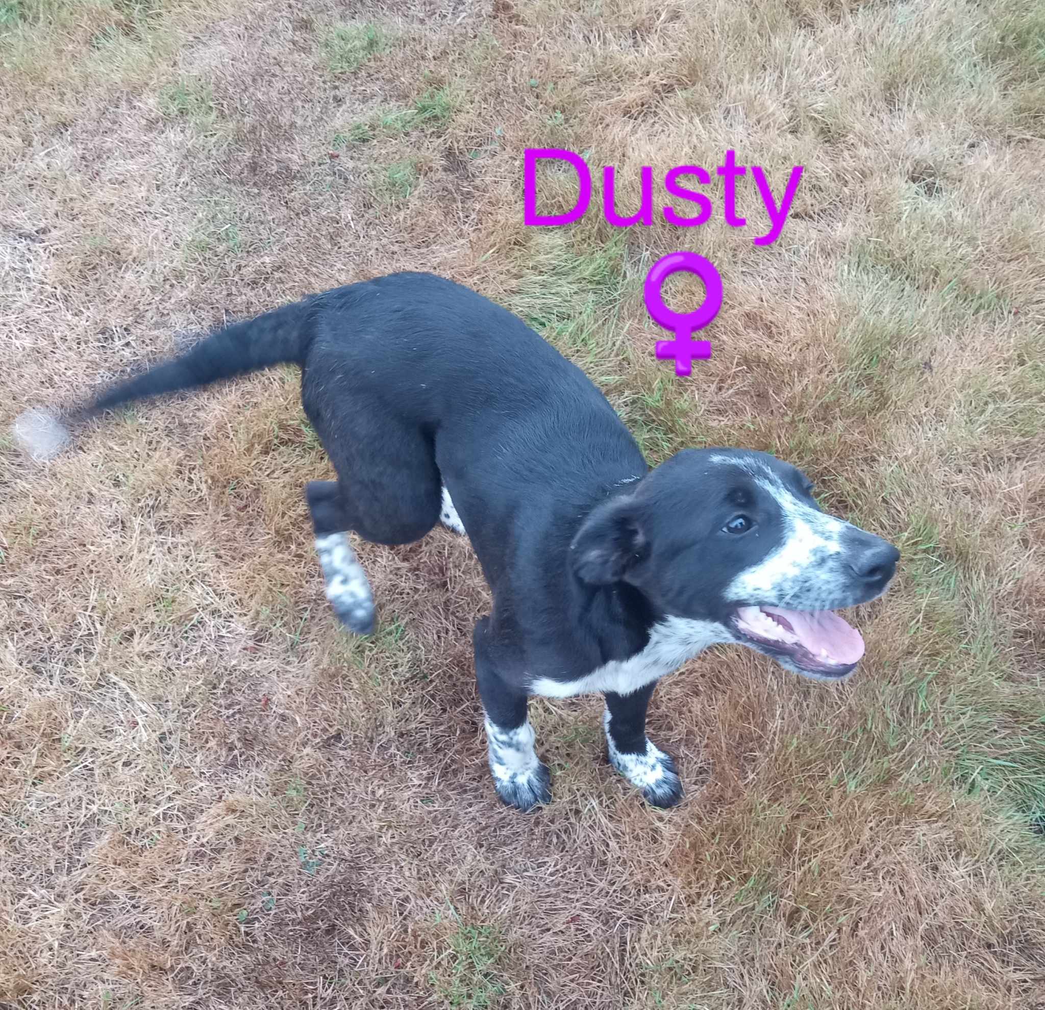 Dusty, a Adoptable mixed breed in Winlock, WA image 2/3