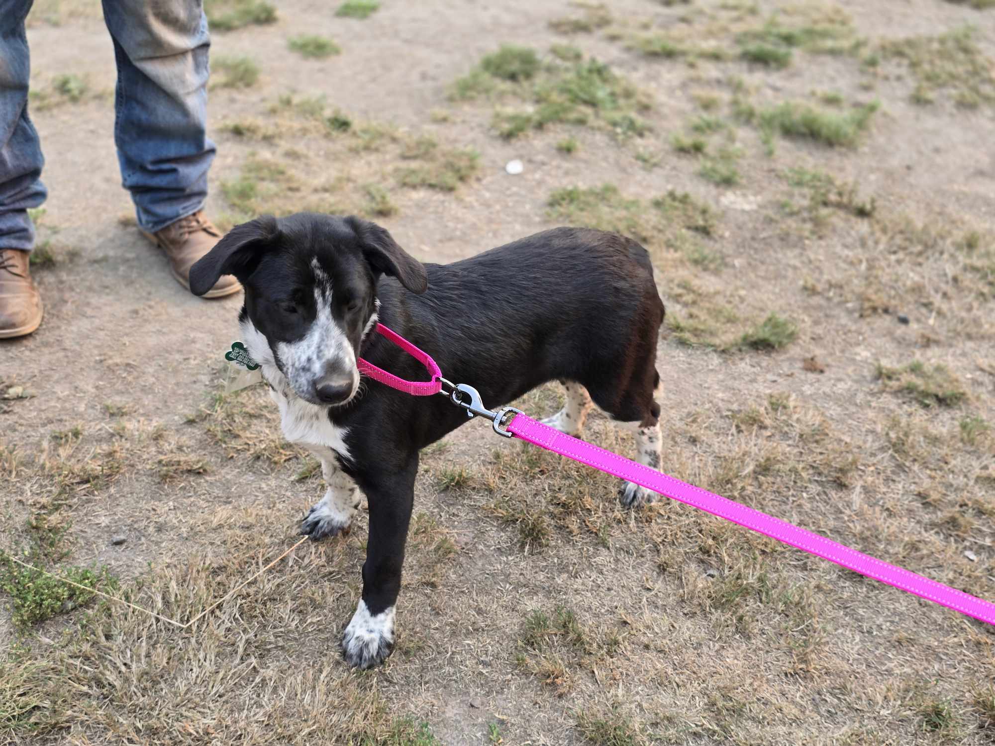 Dusty, a Adoptable mixed breed in Winlock, WA image 3/3