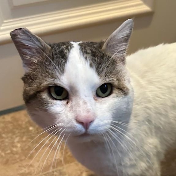 Enlarge Samson, a Adopted Domestic Short Hair in Las Vegas, NV image 1/2