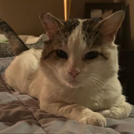 Enlarge Samson, a Adopted Domestic Short Hair in Las Vegas, NV image 2/2