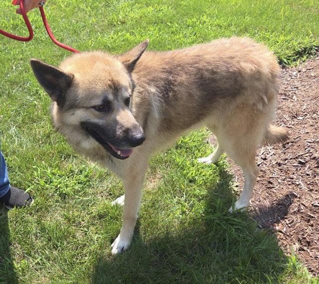Bear Claw, Adoptable, Adult Male Shepherd.