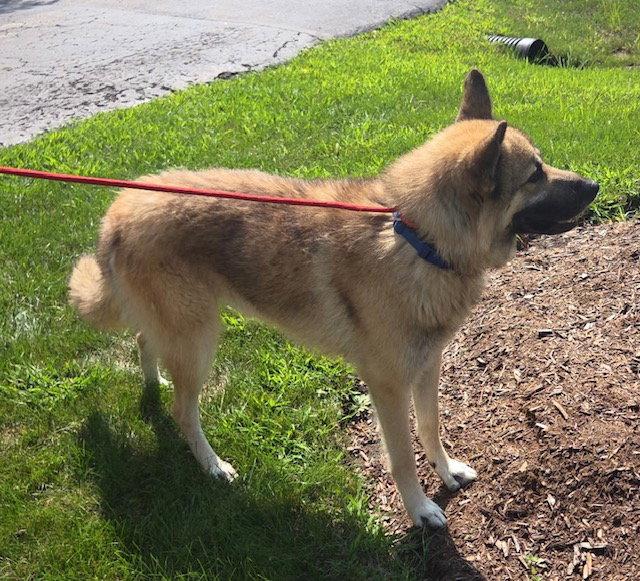 Bear Claw, a Adoptable Shepherd in Hillside, IL image 2/3