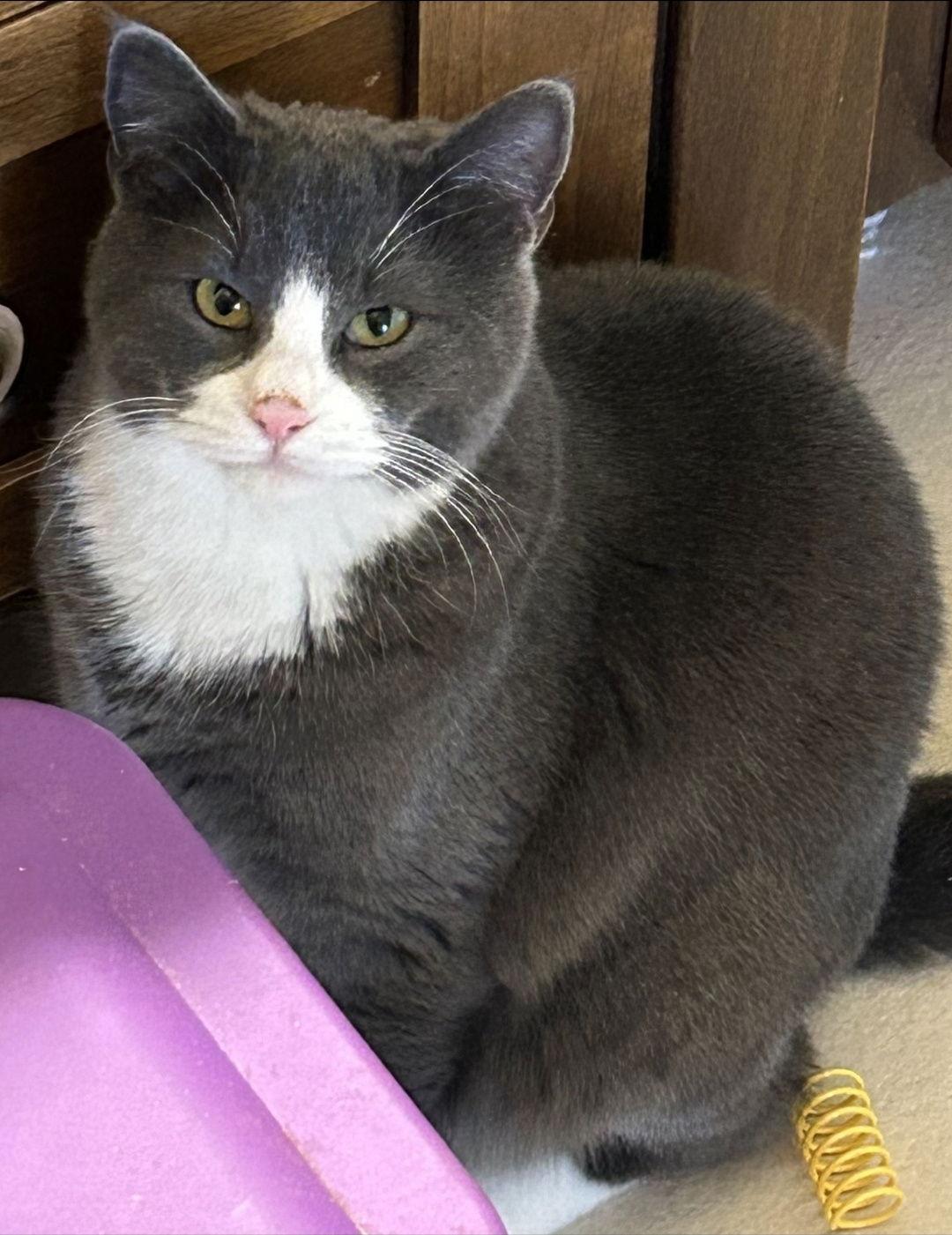 Enlarge Rico, a Adopted Domestic Short Hair in Burlington, WA image 1/3