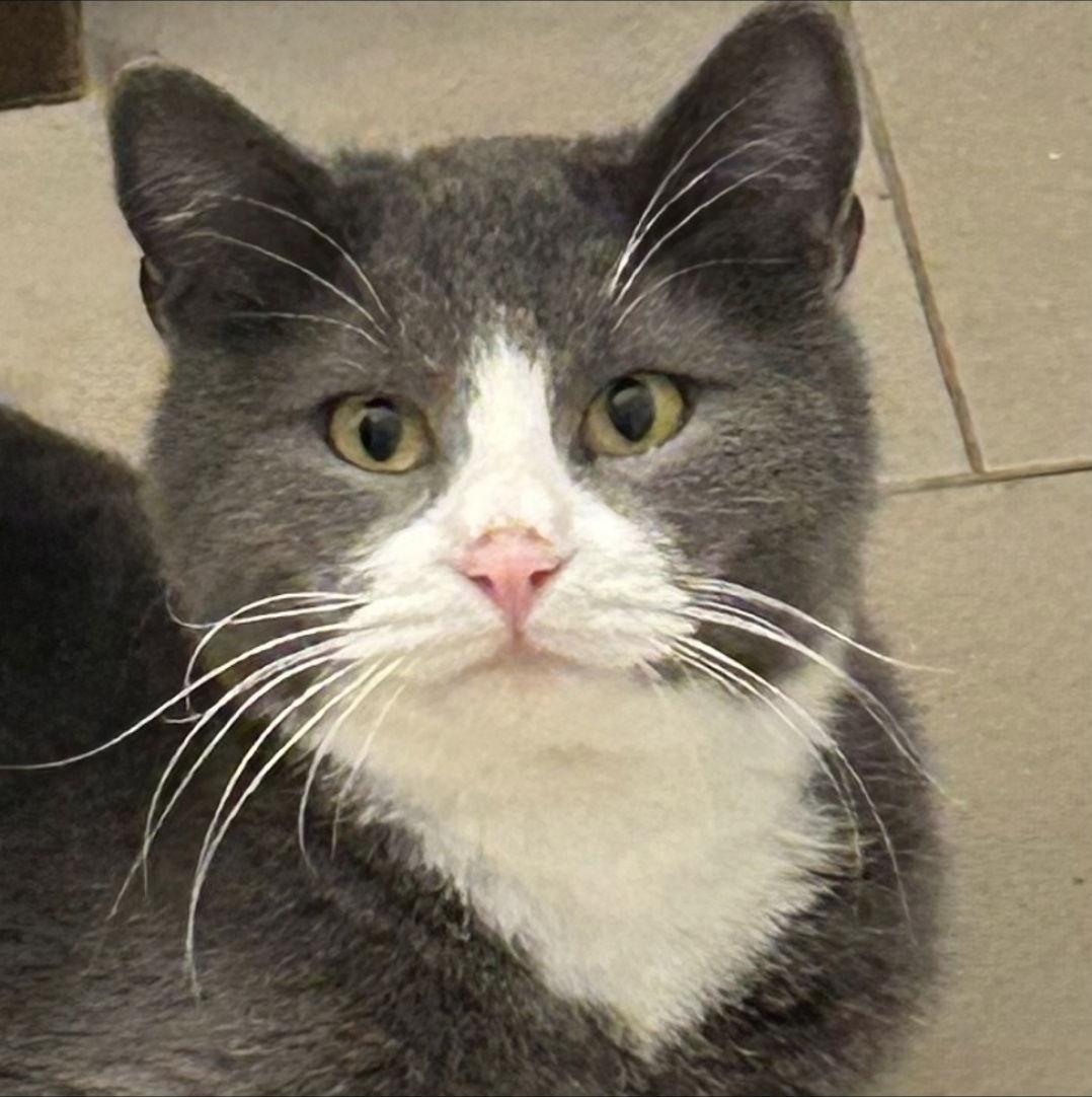 Enlarge Rico, a Adopted Domestic Short Hair in Burlington, WA image 2/3