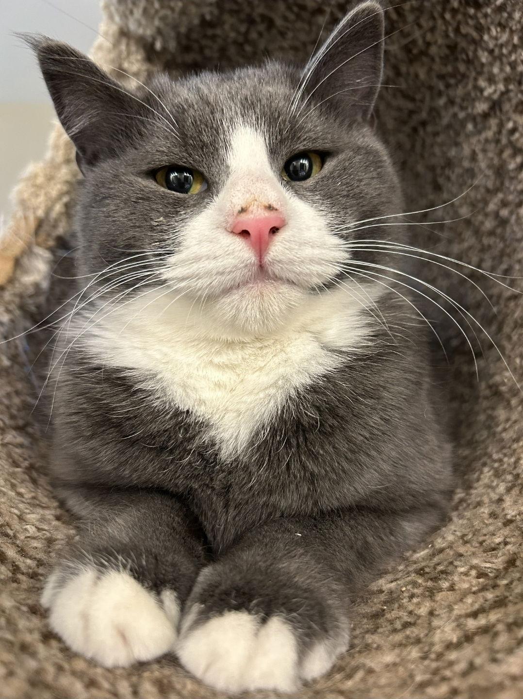 Enlarge Rico, a Adopted Domestic Short Hair in Burlington, WA image 3/3